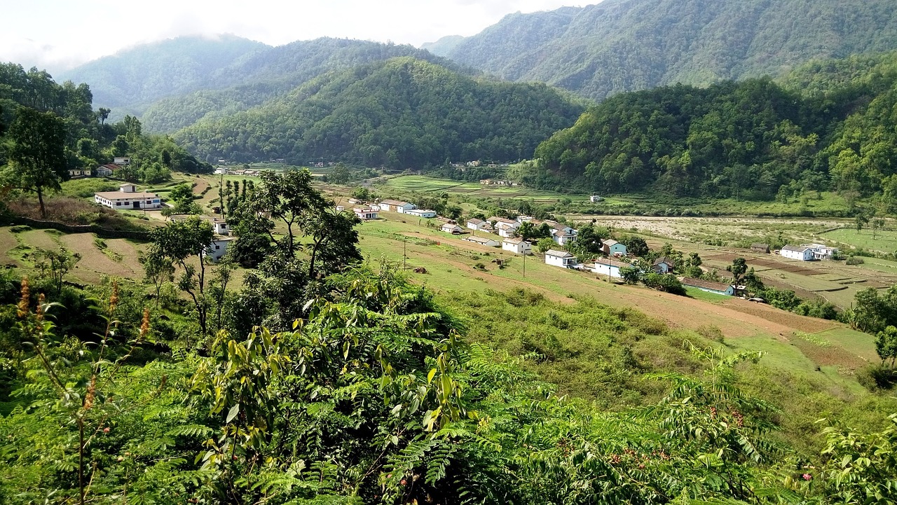 nature, india, jungle